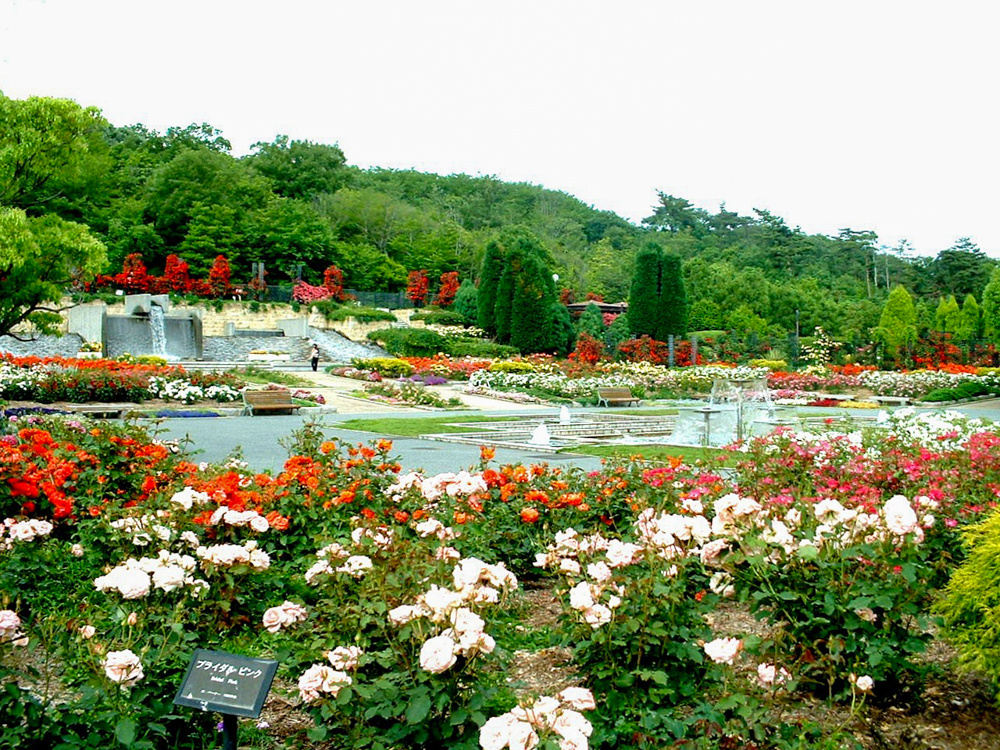 播磨中央公園 バラ園