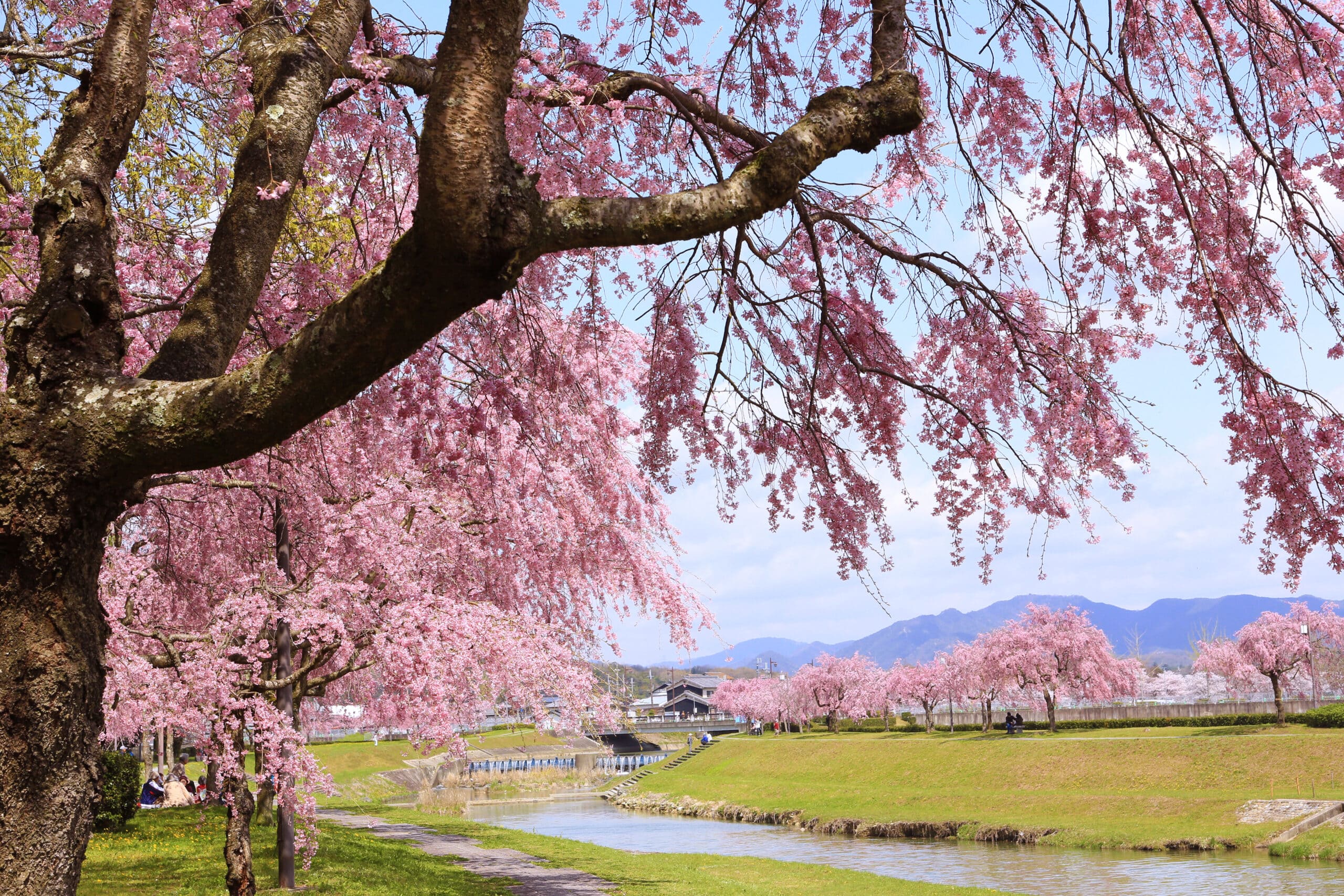 千鳥川桜堤公園