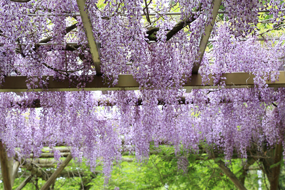 六所神社のフジ