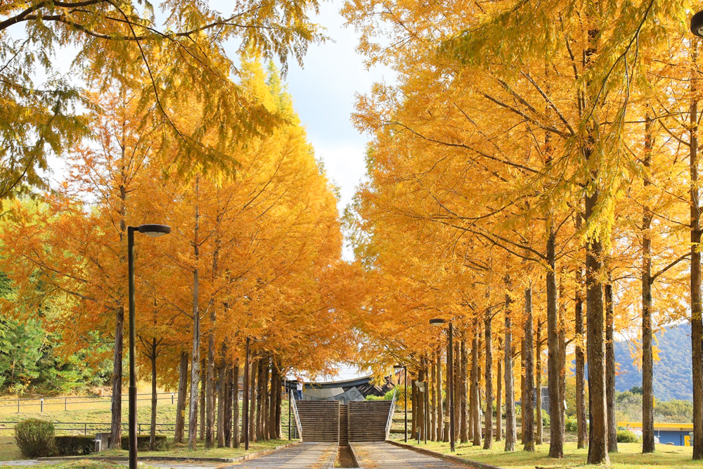 日本へそ公園/メタセコイア(西脇市)