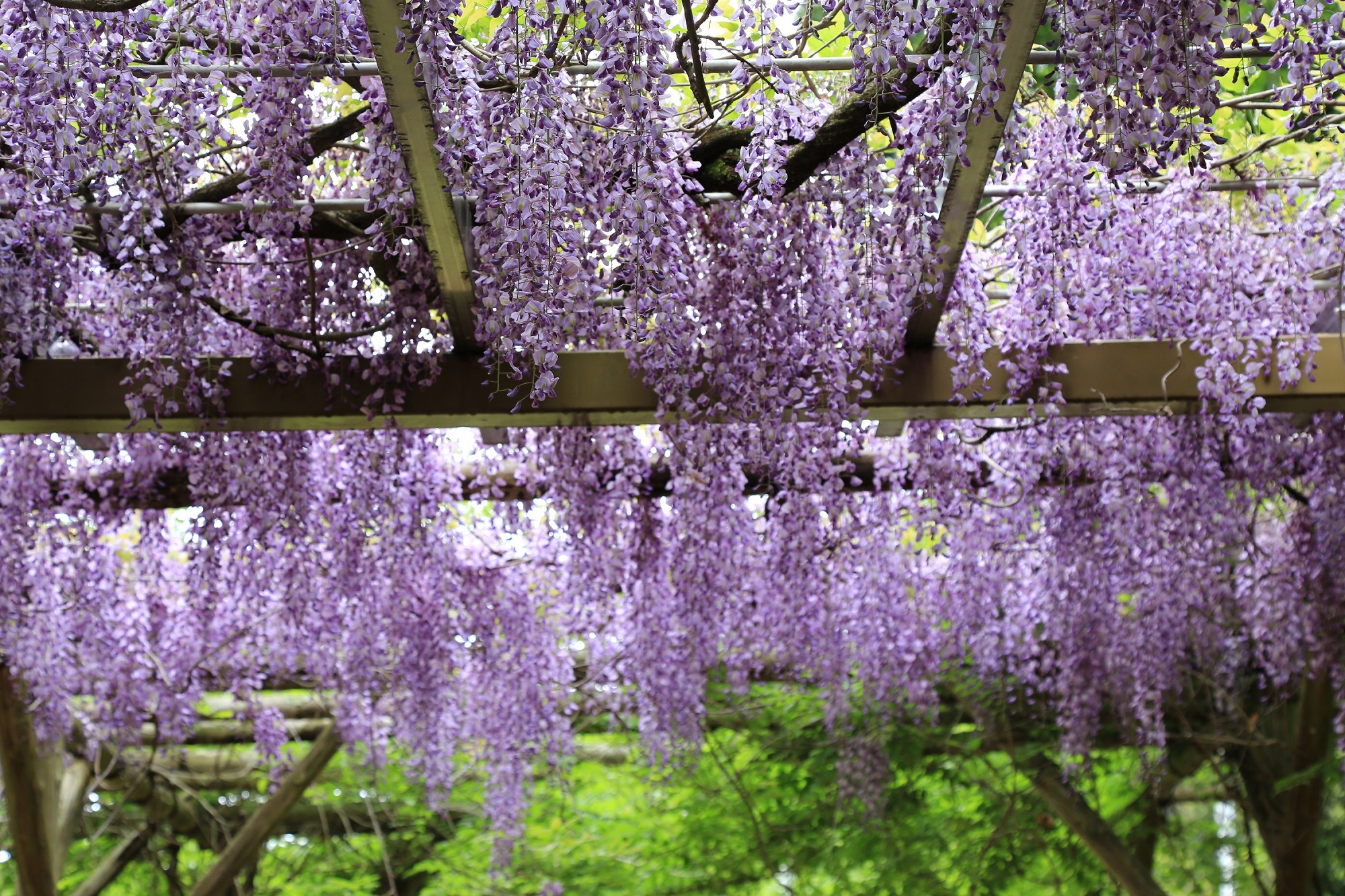 六所神社のフジ(西脇市)