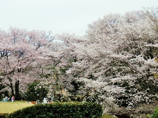 童子山公園