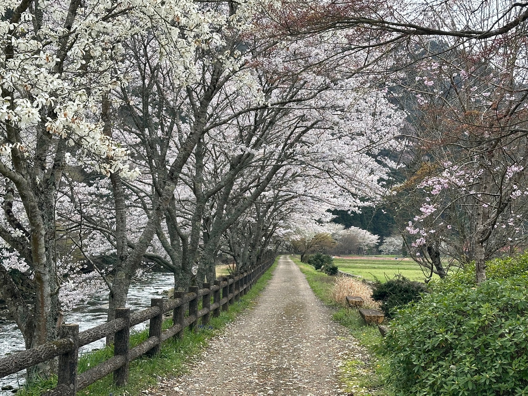 ほたるの宿路