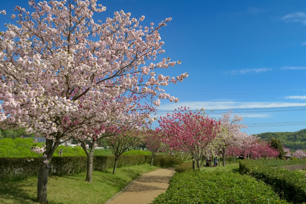 やなせ苑　桜づつみ