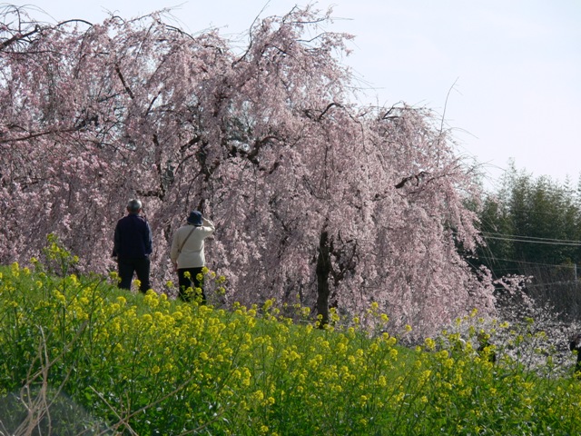 千鳥川桜堤公園