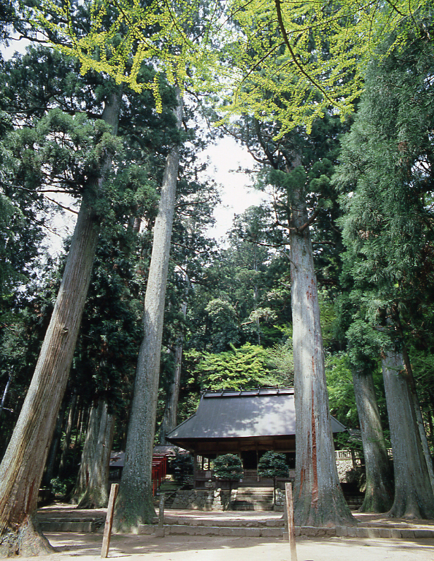 青玉神社夫婦大杉