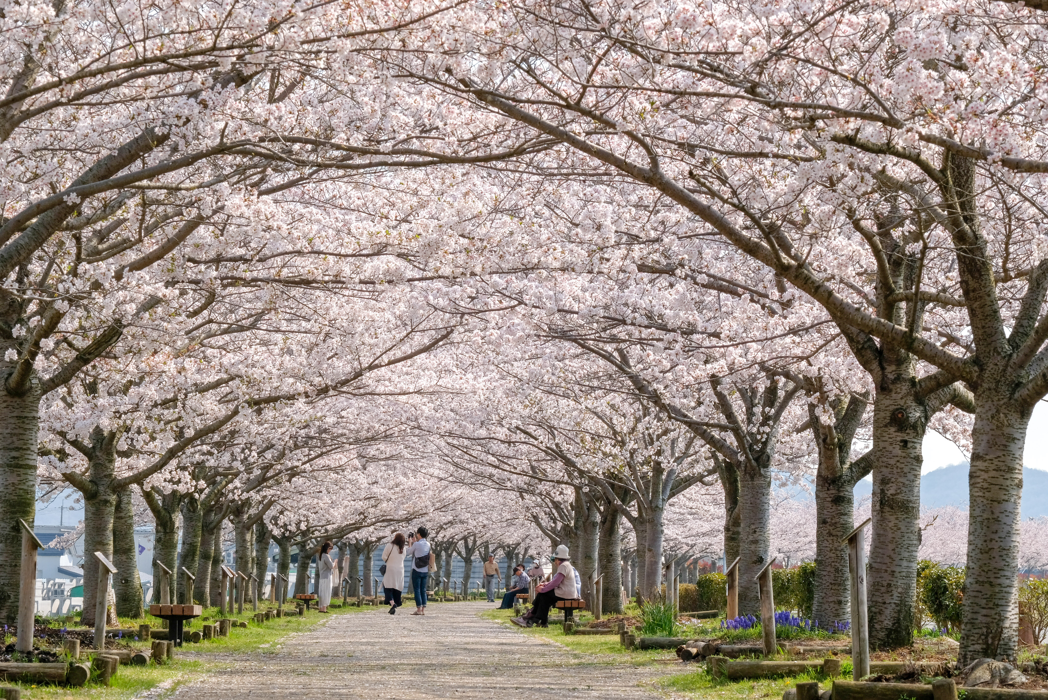 おの桜づつみ回廊