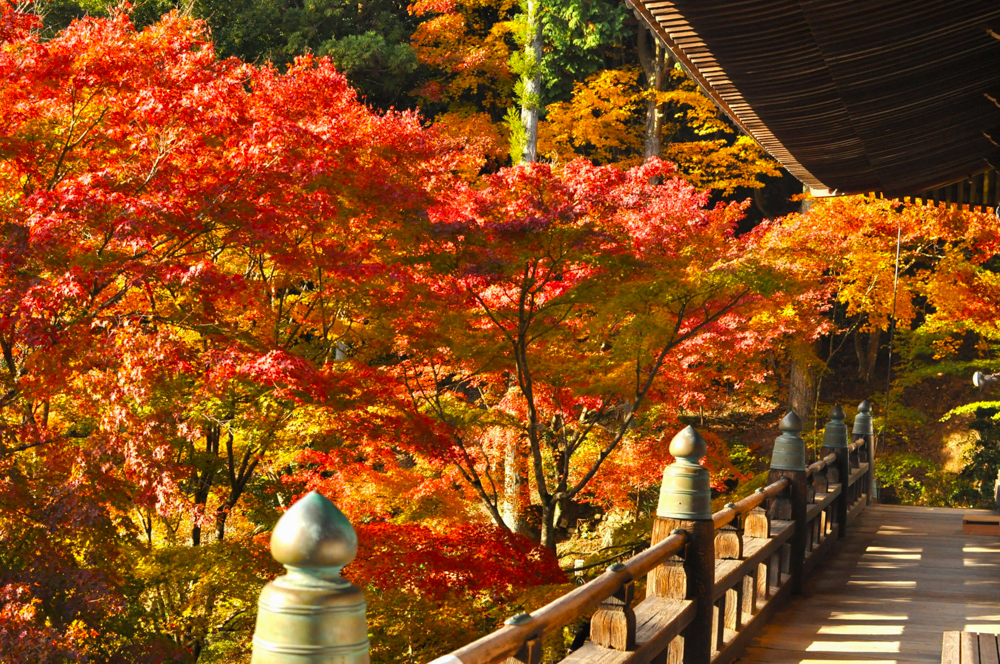 播州清水寺/紅葉(加東市)